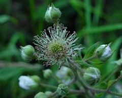 Rubus mucronulatus