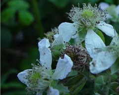 Rubus mucronulatus