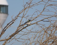 Parus minor