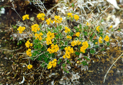 Draba pilosa