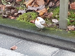 Erithacus rubecula