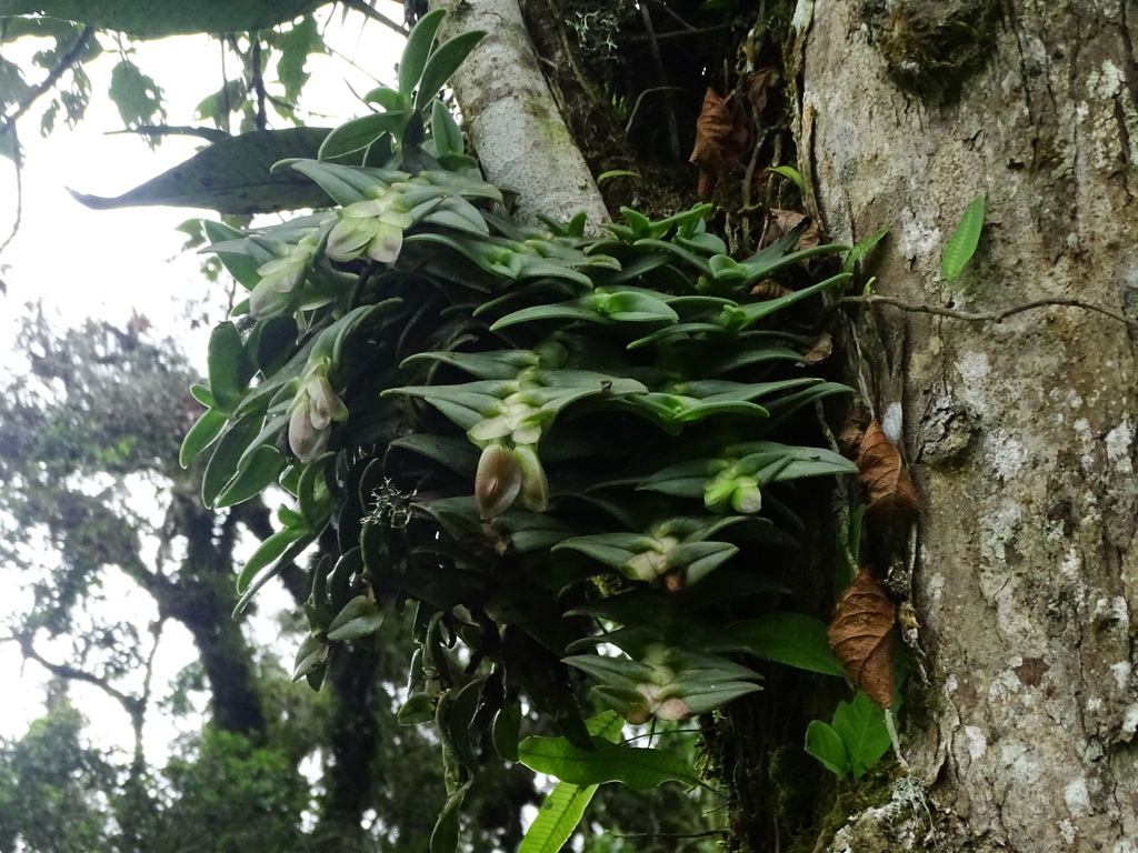 Epidendrum medusae; photograph (c) biped_cub, some rights reserved (CC BY)