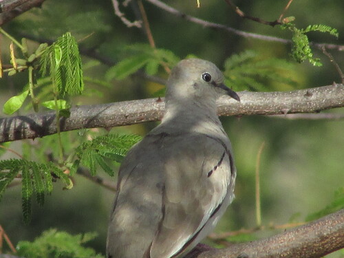 Picuí Ground Dove
