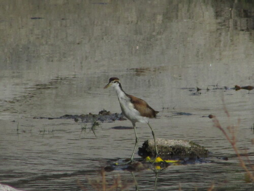 Wattled Jacana