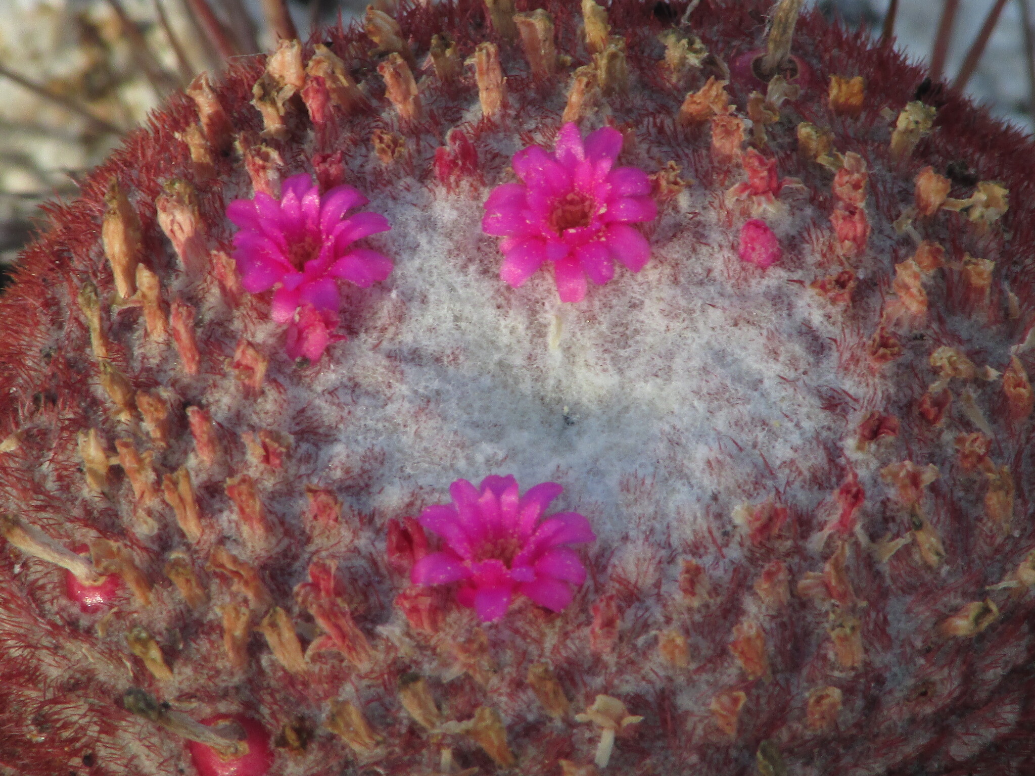 Melocactus zehntneri