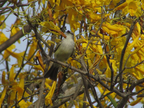 Suiriri Flycatcher