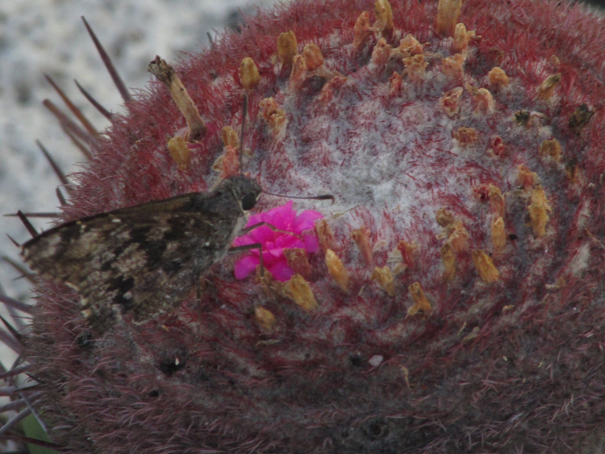 Melocactus zehntneri
