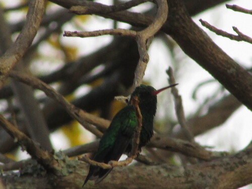 Glittering-bellied Emerald