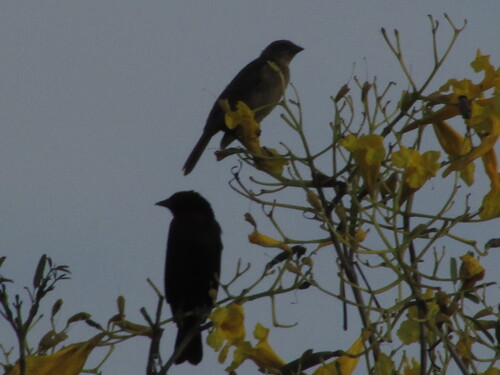 Shiny Cowbird