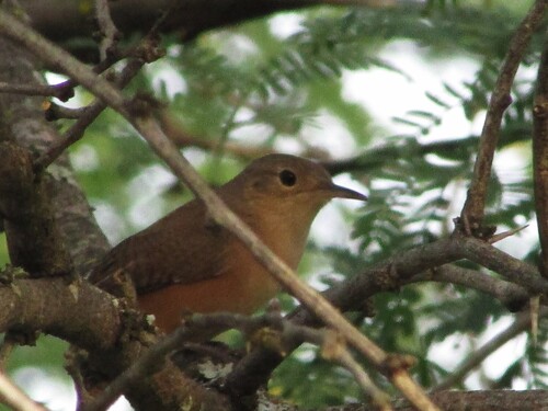 Southern House Wren