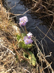 Primula erythrocarpa