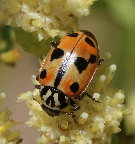 Crotch's Lady Beetle photographed in Nevada