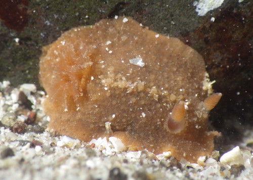 Geitodoris mavis