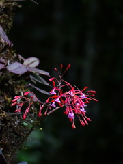 Epidendrum capricornu, photograph (c) biped_cub, some rights reserved (CC BY)