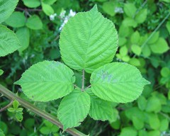 Rubus wirralensis