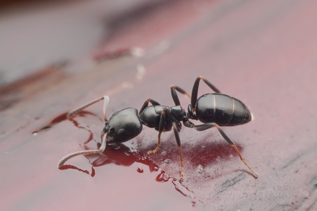 Copper-bellied Ant