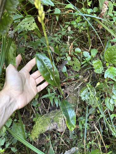 Prescottia stachyodes, photograph 3