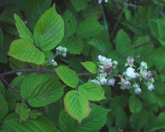 Rubus wirralensis