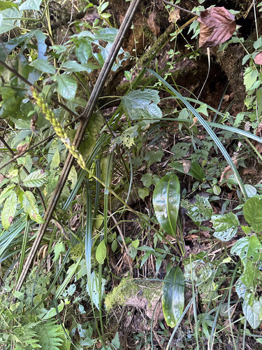 Prescottia stachyodes, photograph 6