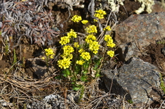 Draba pilosa
