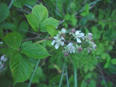 Rubus wirralensis