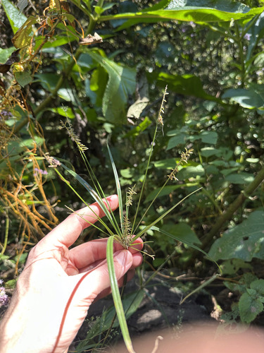 Hermaphrodite Flat Sedge (Cyperus hermaphroditus)