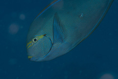 Acanthurus mata