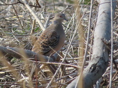 Streptopelia orientalis