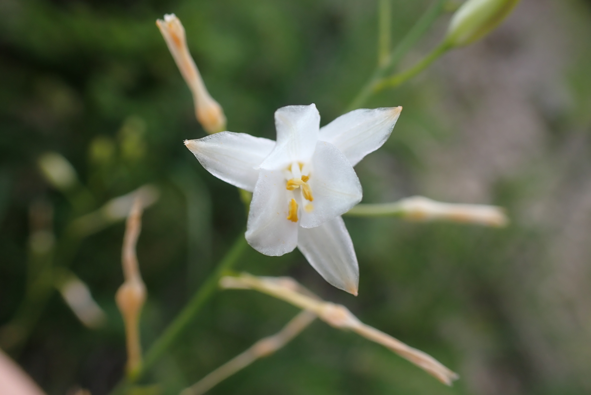 Branched St Bernard's Lily (Anthericum ramosum)
