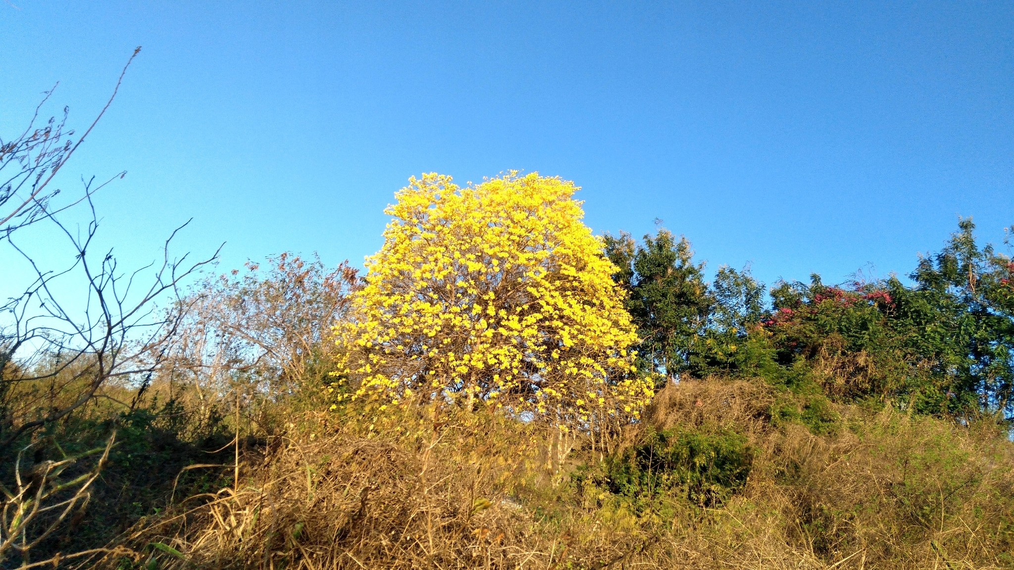 Handroanthus Serratifolius (Handroanthus serratifolius)