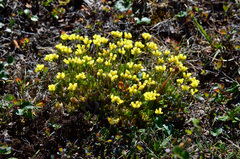 Draba pilosa