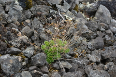 Draba oblongata