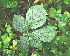 Rubus griffithianus