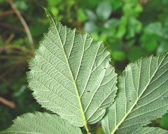 Rubus griffithianus