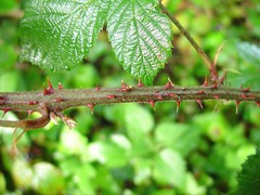 Rubus griffithianus