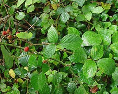Rubus griffithianus