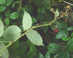 Rubus griffithianus