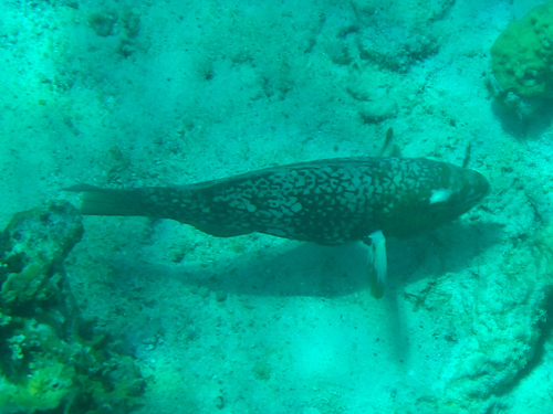 Redlip Parrotfish (Scarus rubroviolaceus)
