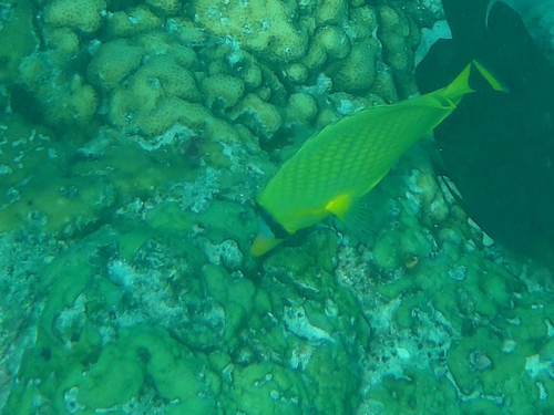 Lattice Butterflyfish (Chaetodon rafflesii)