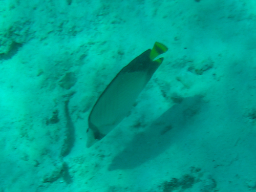 Indian Vagabond Butterflyfish (Chaetodon decussatus)
