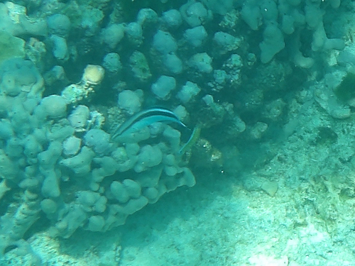 Bluestreak Cleaner Wrasse (Labroides dimidiatus)