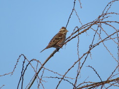 Emberiza rustica
