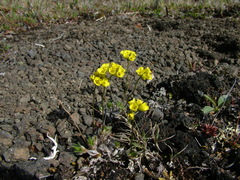 Draba pilosa