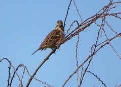 Emberiza rustica