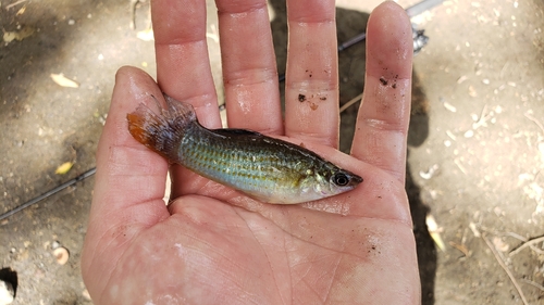 Gill's molly (Poecilia gillii) — Poeciliidae — 2