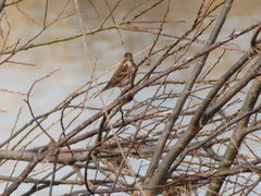 Emberiza rustica