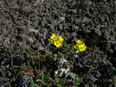 Draba pilosa