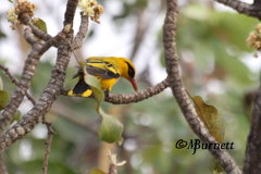 Oriolus auratus