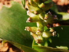 Lachenalia undulata