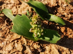 Lachenalia undulata